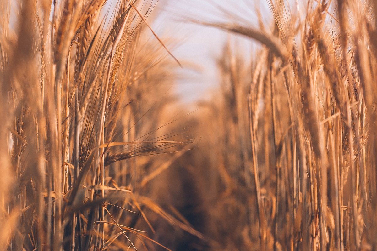 Know Your Ingredients: The Many Names of Wheat